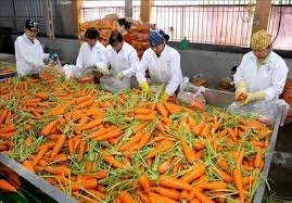 HTX Hoàng Nam Phát xuất khẩu gần 500 tấn cà rốt, cải bắp sang Hàn Quốc